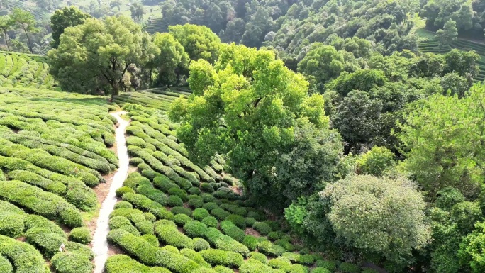 杭州西湖梅家坞茶园茶山4K