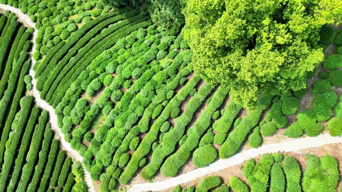 杭州西湖梅家坞茶园茶山4K