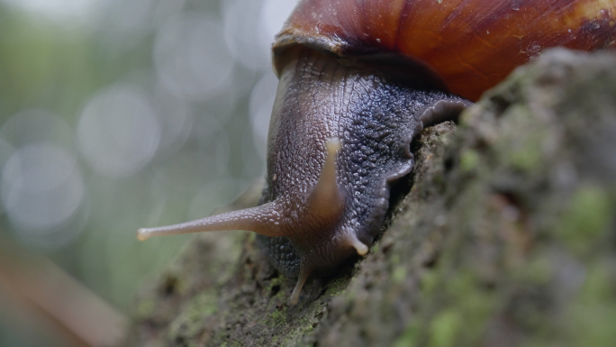 蜗牛-非洲蜗牛