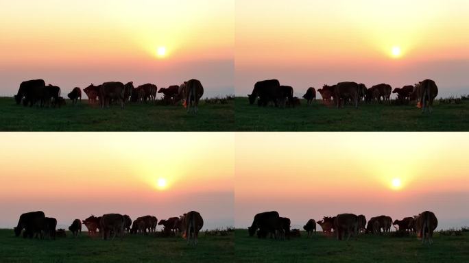 4K日落时分在山上草地吃草的黄牛