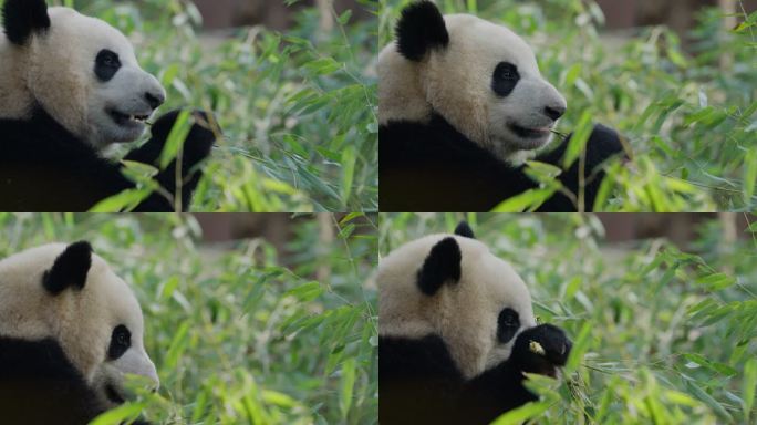 懒洋洋的大熊猫躺着吃竹子