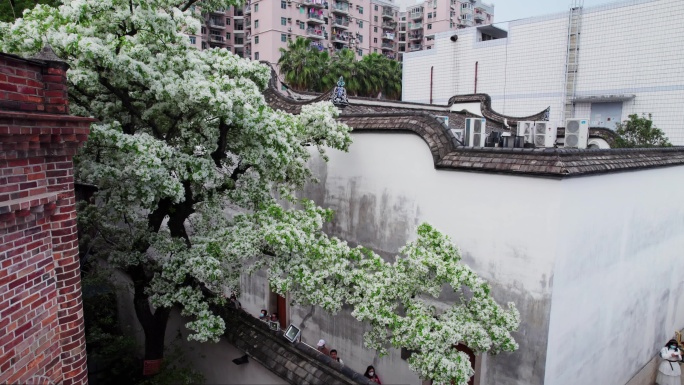 福州三坊七巷古建筑与流苏树航拍城市宣传片