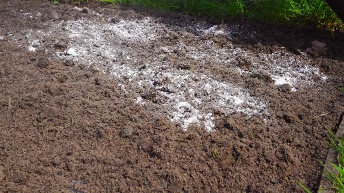 用白云石面粉混合菜园土壤，特写。一只戴着手套的手将石灰石面粉撒在花园床上，以中和酸度。