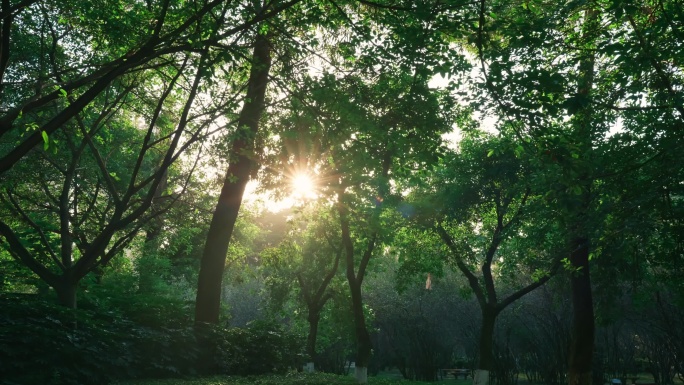 4k清晨阳光透过树叶洒向公园的唯美光芒