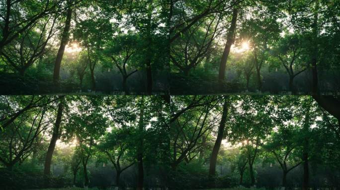 4k清晨阳光透过树叶洒向公园的唯美光芒