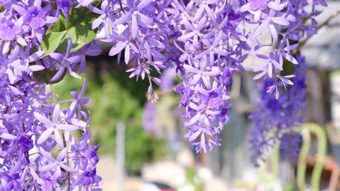 美丽盛开的热带紫色花环花