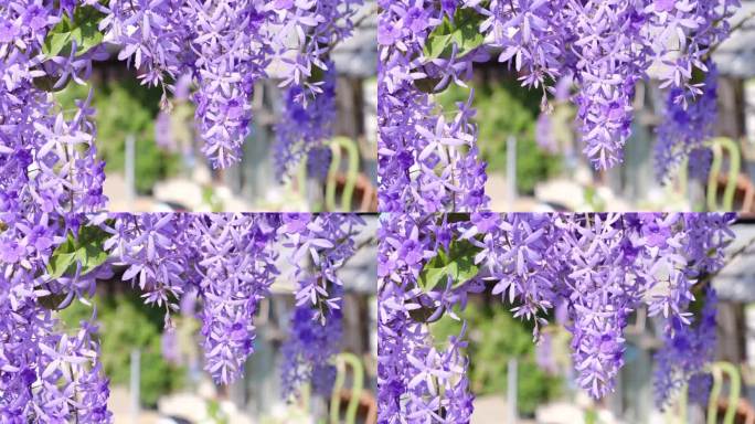 美丽盛开的热带紫色花环花