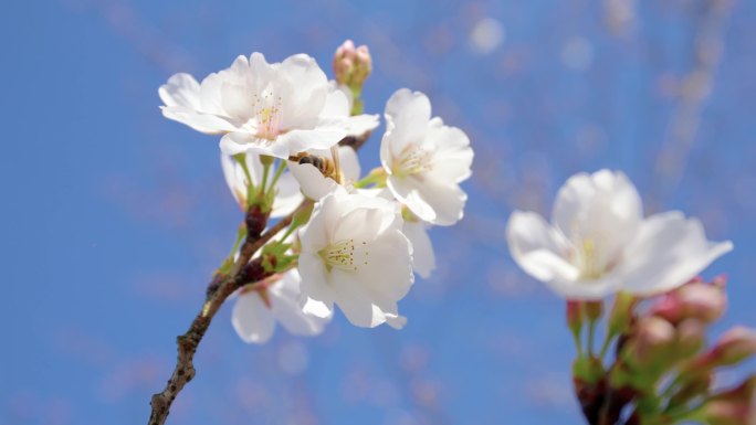 春天樱花蜜蜂采蜜