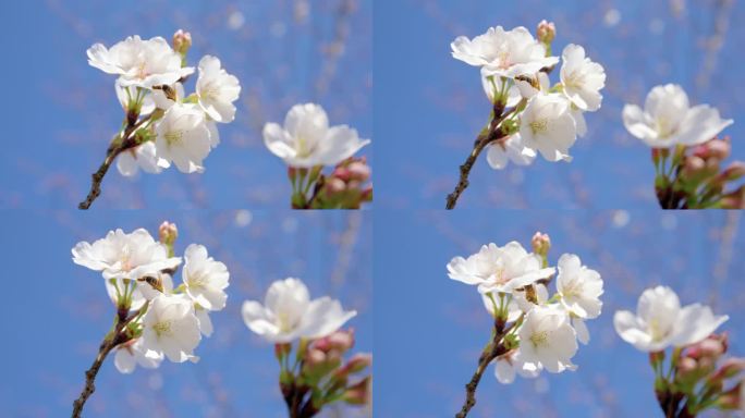 春天樱花蜜蜂采蜜