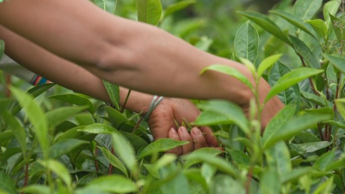 云南少数民族采茶 茶叶特写