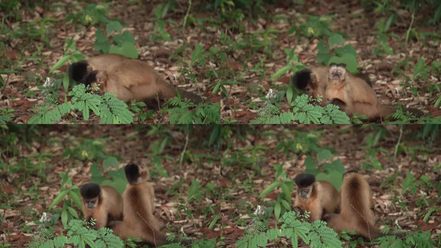 卷尾猴正在吃森林地面上的食物
