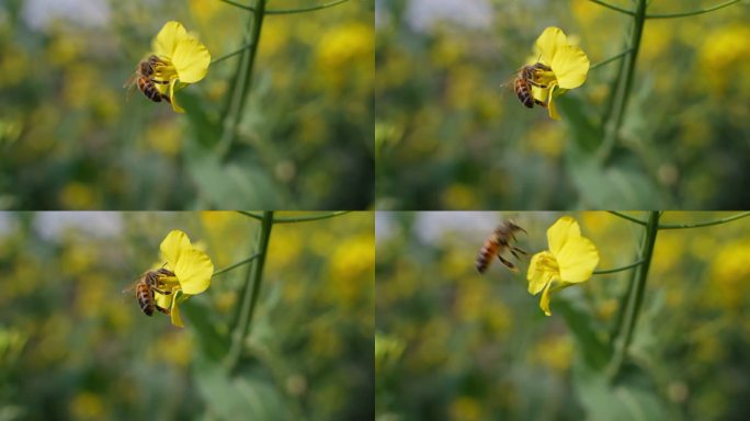 一只蜜蜂在春天油菜花田采蜜特写镜头