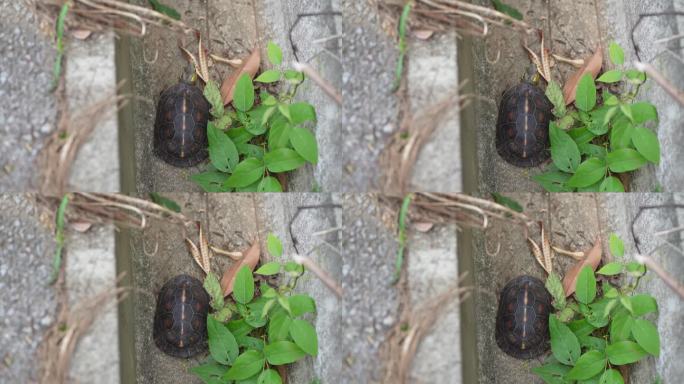 乌龟躲在壳里