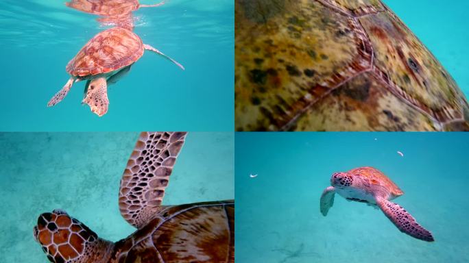 4K玳瑁海龟海底世界海洋生物视频素材