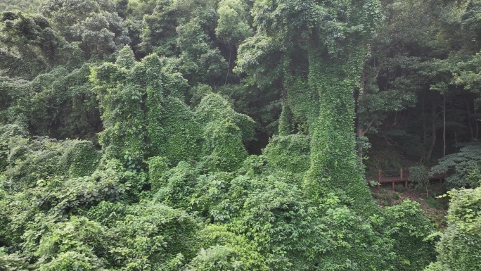 宁波象山东旦村绿野仙踪