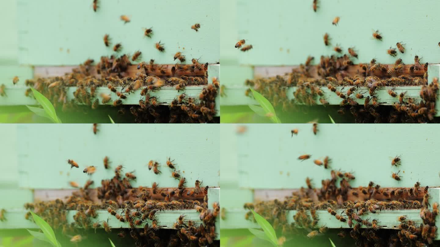 养蜂，弗吉尼亚蜂巢采集弗吉尼亚保护