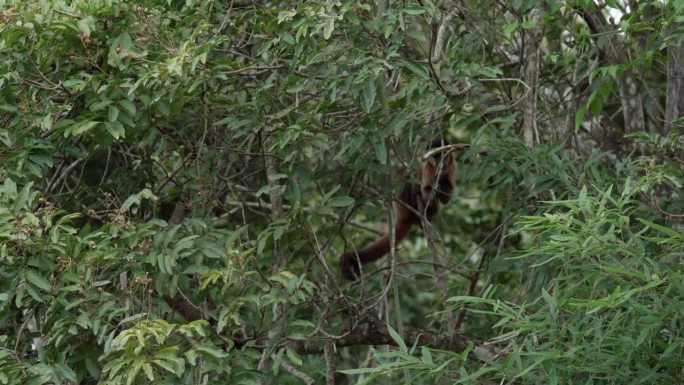 卷尾猴躲在树梢吃东西