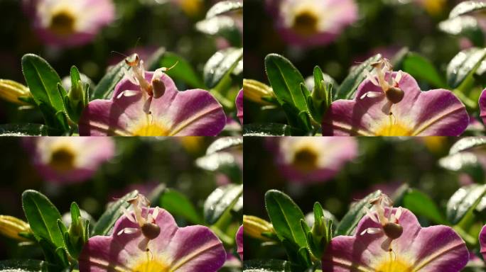 泰国和东南亚的粉红色兰花螳螂。