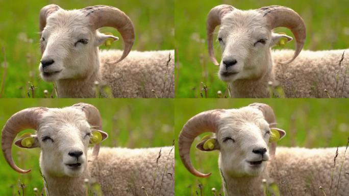 扭着角的羊，在春天的草地上休息，眼睛半闭着，咀嚼着。细节到头部