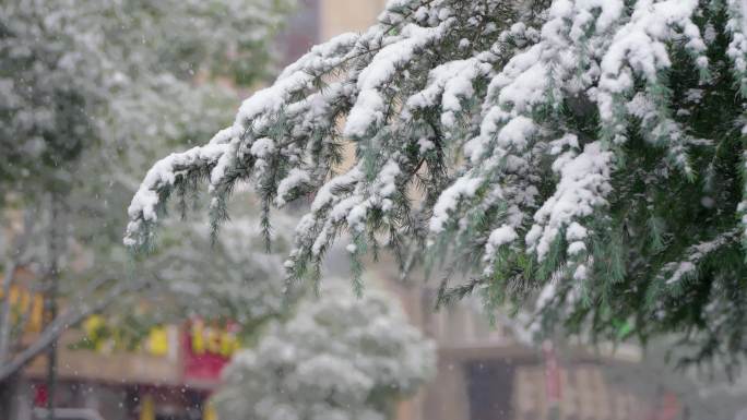 小雪大雪节气下雪松树竹子河面