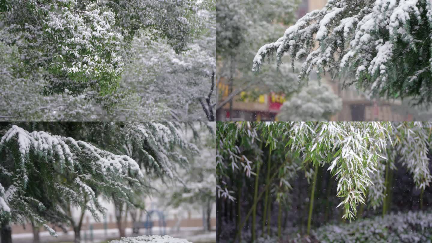 小雪大雪节气下雪松树竹子河面