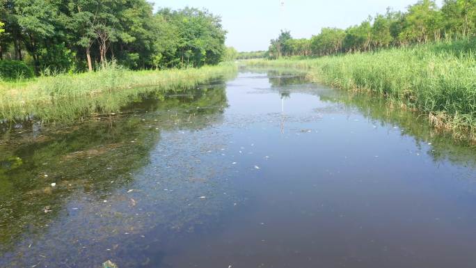 河道污染 水污染 漂浮死鱼 臭水沟