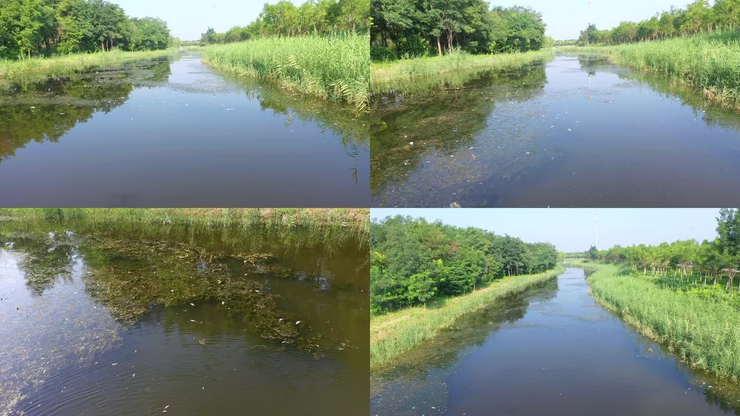 河道污染 水污染 漂浮死鱼 臭水沟