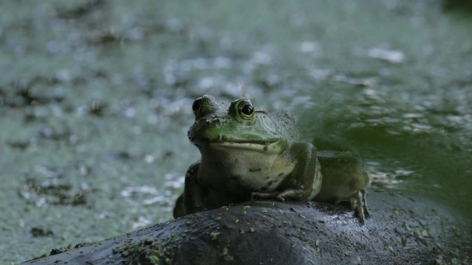 美国牛蛙，弗吉尼亚州