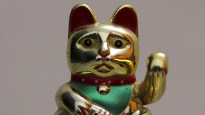 近距离视频的日本猫Neko来来猫在金色
