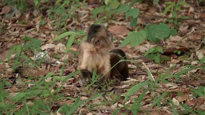 卷尾猴在森林地面上寻找食物