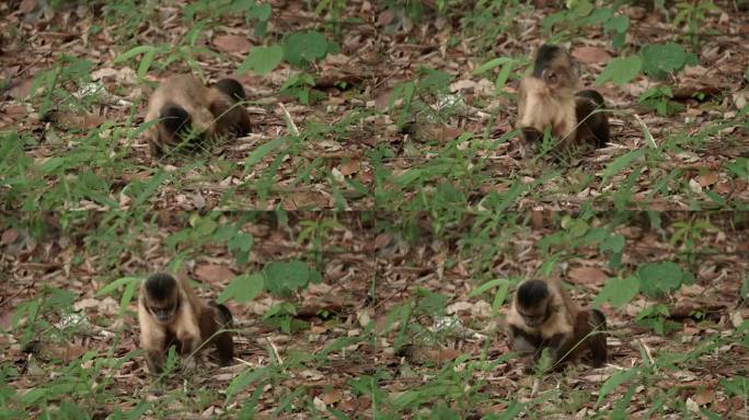 卷尾猴在森林地面上寻找食物