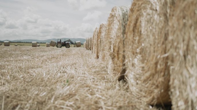 意大利的农业活动:拖拉机收集干草捆