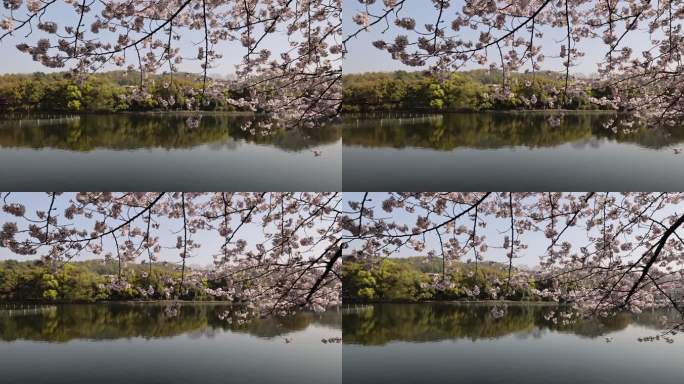 中国杭州西湖曲苑风荷樱花盛开