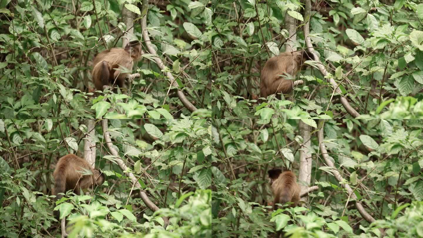 卷尾猴坐在树上吃东西