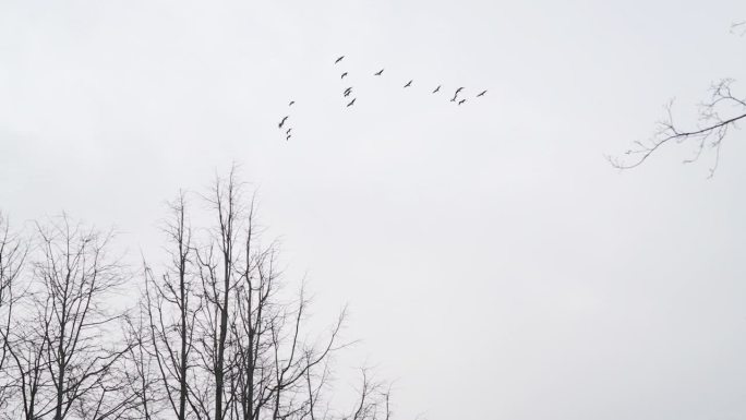 大雁飞在春天的天空手持摇晃的镜头
