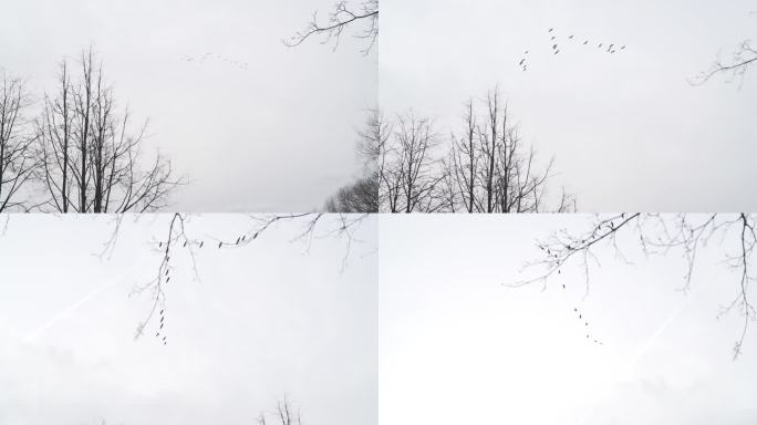 大雁飞在春天的天空手持摇晃的镜头