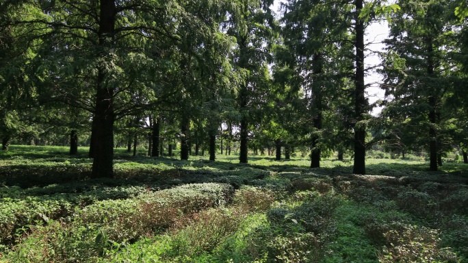 虞山 生态茶园