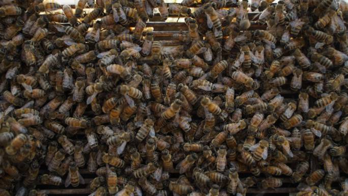 蜂巢里密密麻麻爬满了蜜蜂特写