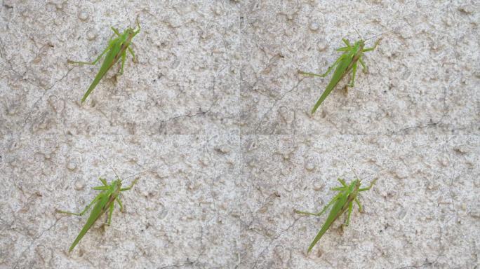 绿蚱蜢，爬墙的蟋蟀，灌木蟋蟀