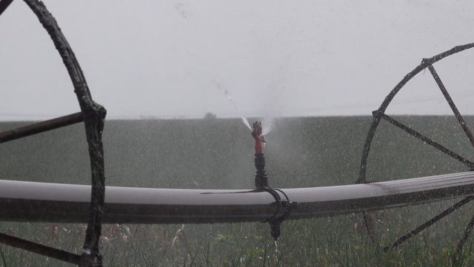 轮式灌溉洒水车在炎热的夏日浇灌葱园