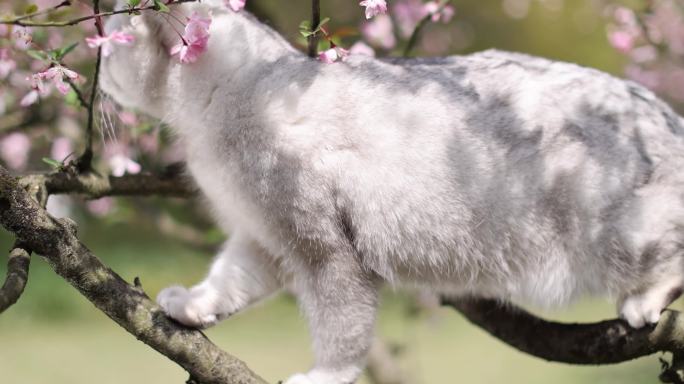 猫 英国短毛猫 银渐层 海棠花