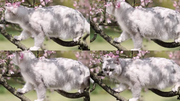 猫 英国短毛猫 银渐层 海棠花