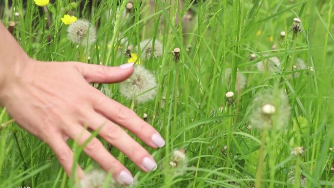 女手捧绿草和蒲公英在田野，乌克兰的自然