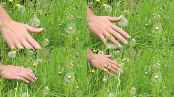 女手捧绿草和蒲公英在田野，乌克兰的自然