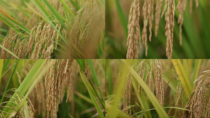 沉甸甸的稻穗
