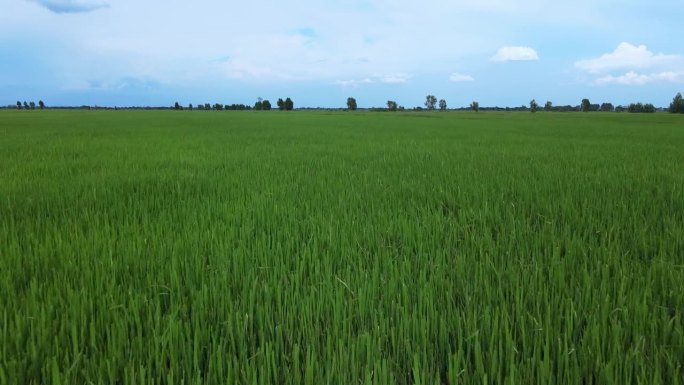 泰国的稻田和山的Ariel视图