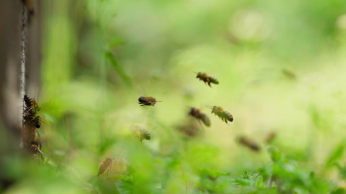 养蜂场蜜蜂飞舞