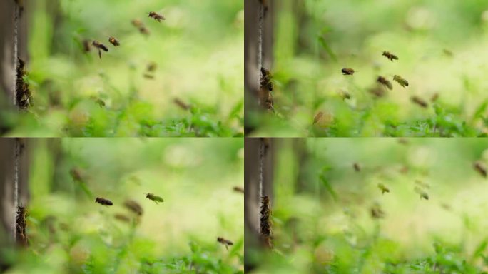养蜂场蜜蜂飞舞