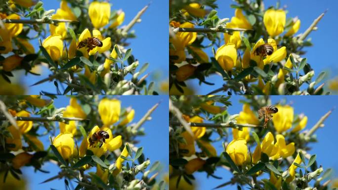 在一个阳光明媚的夏日，一只蜜蜂在黄色的金合欢花周围飞来飞去。昆虫从灌木的芳香花朵中采集花蜜。
