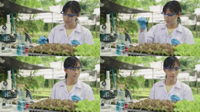 卓越的农业科学:亚洲女性植物学家确保土壤和蔬菜质量。